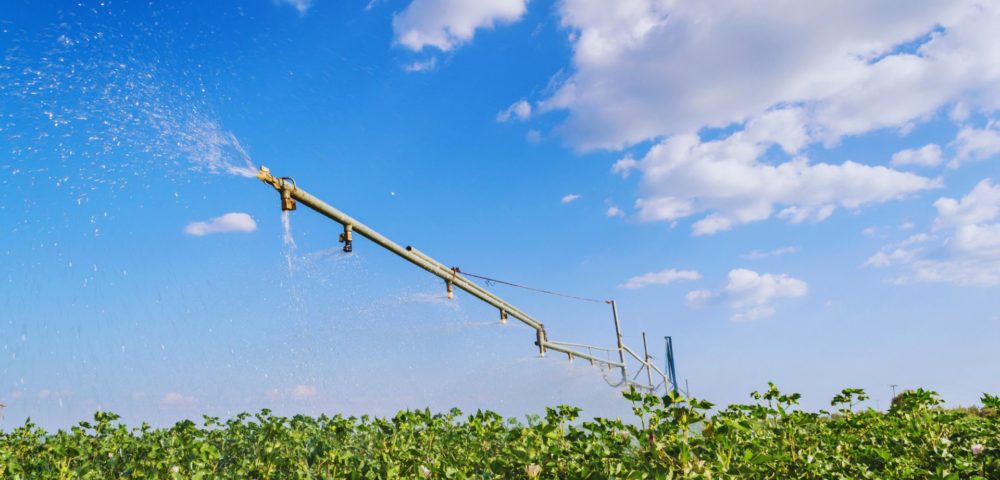 How much water does cotton really need?