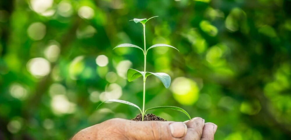 Nachgefragt: Pflanzenschutz – Notwendigkeit und Alternativen