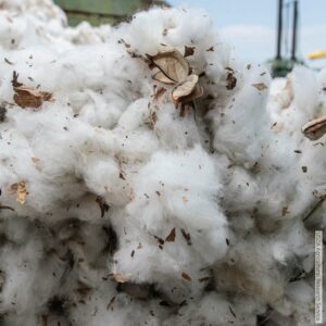 Baumwollqualität – Verschmutzung